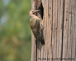 Tennessee's Watchable Wildlife