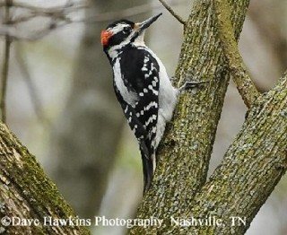 Tennessee's Watchable Wildlife