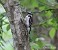 Tennessee's Watchable Wildlife