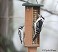 Tennessee's Watchable Wildlife