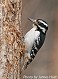 Tennessee's Watchable Wildlife
