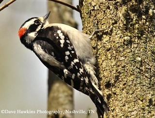 Tennessee's Watchable Wildlife