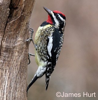 Tennessee's Watchable Wildlife