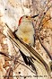 Tennessee's Watchable Wildlife