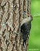 Tennessee's Watchable Wildlife
