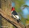 Tennessee's Watchable Wildlife