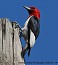 Tennessee's Watchable Wildlife