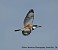 Tennessee's Watchable Wildlife