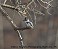 Tennessee's Watchable Wildlife