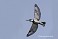 Tennessee's Watchable Wildlife