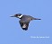 Tennessee's Watchable Wildlife