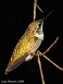 Tennessee's Watchable Wildlife