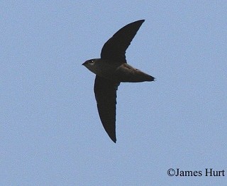 Tennessee's Watchable Wildlife