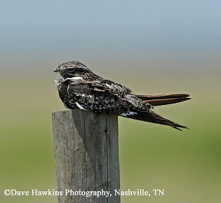 Tennessee's Watchable Wildlife