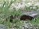 Tennessee's Watchable Wildlife