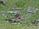 Tennessee's Watchable Wildlife