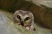 Tennessee's Watchable Wildlife