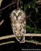 Tennessee's Watchable Wildlife