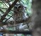 Tennessee's Watchable Wildlife