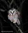 Tennessee's Watchable Wildlife