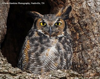 Tennessee's Watchable Wildlife