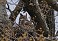 Tennessee's Watchable Wildlife