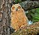 Tennessee's Watchable Wildlife