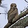 Tennessee's Watchable Wildlife