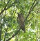 Tennessee's Watchable Wildlife