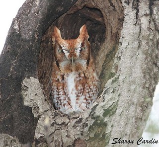 Tennessee's Watchable Wildlife