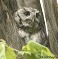 Tennessee's Watchable Wildlife