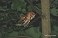 Tennessee's Watchable Wildlife