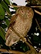 Tennessee's Watchable Wildlife