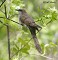 Tennessee's Watchable Wildlife