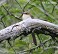 Tennessee's Watchable Wildlife