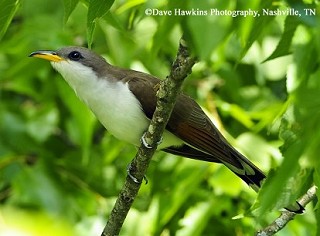 Tennessee's Watchable Wildlife