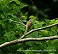 Tennessee's Watchable Wildlife