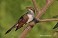 Tennessee's Watchable Wildlife