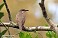 Tennessee's Watchable Wildlife
