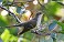 Tennessee's Watchable Wildlife