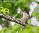 Tennessee's Watchable Wildlife