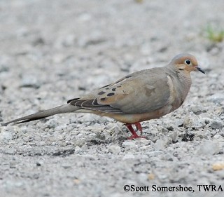 Tennessee's Watchable Wildlife