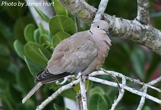 Tennessee's Watchable Wildlife