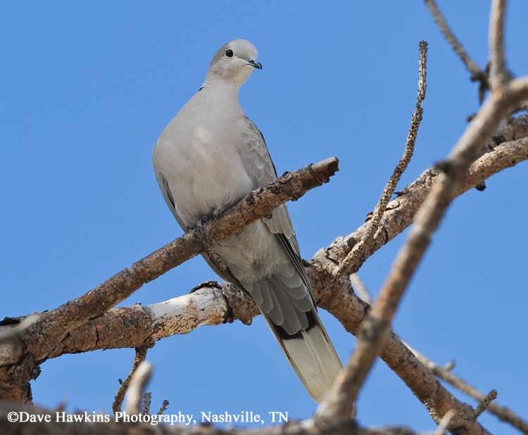 Tennessee Watchable Wildlife Eurasian CollaredDove Habitat 1