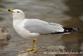 Tennessee's Watchable Wildlife