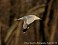 Tennessee's Watchable Wildlife
