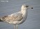 Tennessee's Watchable Wildlife