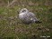 Tennessee's Watchable Wildlife