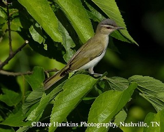 Tennessee's Watchable Wildlife