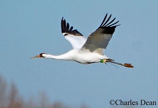 Tennessee's Watchable Wildlife